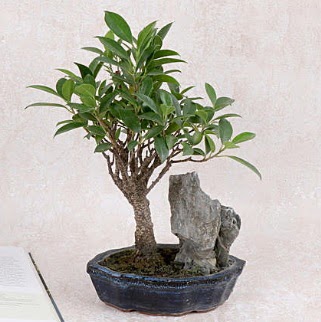 Japon aac Evergreen Ficus Bonsai  Edirne iekiler 