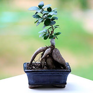 Marvellous Ficus Microcarpa ginseng bonsai  Edirne kaliteli taze ve ucuz iekler 