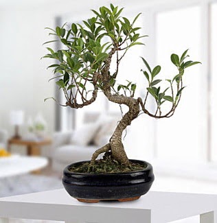Gorgeous Ficus S shaped japon bonsai  Edirne hediye iek yolla 