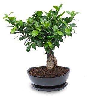 Ginseng bonsai aac zel ithal rn  Edirne iek online iek siparii 