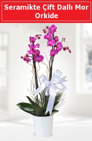 Seramikte Çift Dallı Mor Orkide  Edirne çiçek gönderme sitemiz güvenlidir 