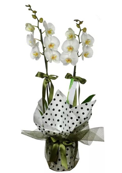 ift Dall Beyaz Orkide  Edirne nternetten iek siparii 