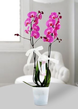Çift dallı mor orkide  Edirne çiçek servisi , çiçekçi adresleri 
