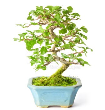 S zerkova bonsai ksa sreliine  Edirne internetten iek sat 