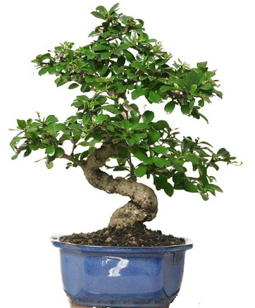 21 ile 25 cm arası özel S bonsai japon ağacı  Edirne online çiçek gönderme sipariş 