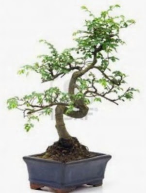 S gvde bonsai minyatr aa japon aac  Edirne cicek , cicekci 