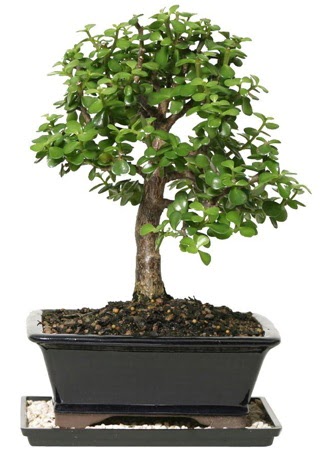 15 cm civar Zerkova bonsai bitkisi  Edirne hediye sevgilime hediye iek 