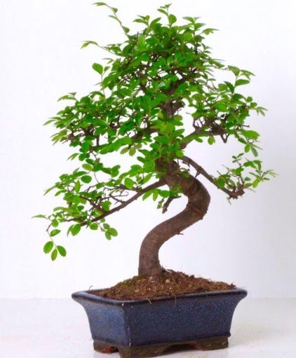 S gvdeli bonsai minyatr aa japon aac  Edirne iekiler 
