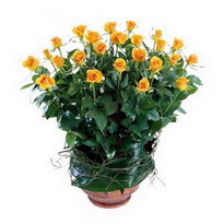  Edirne online çiçekçi , çiçek siparişi  10 adet sari gül tanzim cam yada mika vazoda çiçek