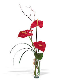 Edirne hediye sevgilime hediye çiçek  cam yada mika Vazoda 3 adet  antoryum