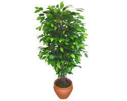 Ficus Benjamin 1,50 cm   Edirne çiçek gönderme sitemiz güvenlidir 