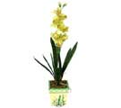 Özel Yapay Orkide Sari  Edirne çiçek siparişi sitesi 