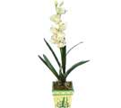 Özel Yapay Orkide Beyaz   Edirne çiçekçi mağazası 