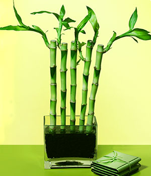  Edirne nternetten iek siparii  Good Harmony Lucky Bamboo