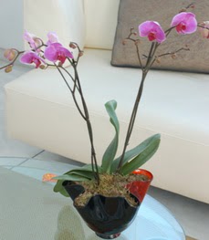  Edirne anneler günü çiçek yolla  tek dal ikili orkide saksi çiçegi