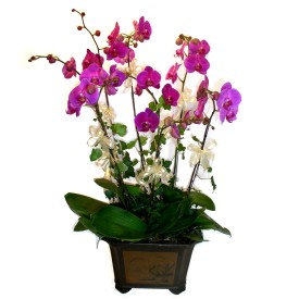  Edirne yurtiçi ve yurtdışı çiçek siparişi  4 adet orkide çiçegi