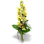  Edirne internetten çiçek satışı  cam vazo içerisinde tek dal canli orkide