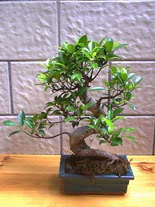 ithal bonsai saksi çiçegi  Edirne çiçek yolla 