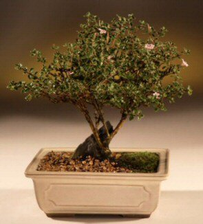 ithal bonsai saksi çiçegi  Edirne çiçek satışı 