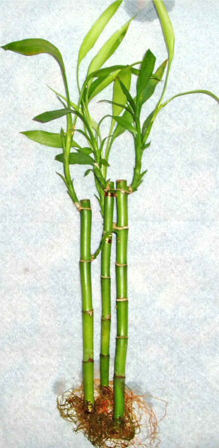 Lucky Bamboo 3 adet vazo hediye edilir   Edirne yurtii ve yurtd iek siparii 
