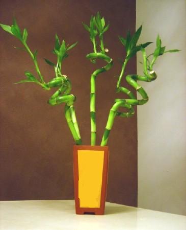 Lucky Bamboo 5 adet vazo ierisinde  Edirne iek online iek siparii 
