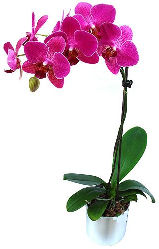  Edirne anneler günü çiçek yolla  saksi orkide çiçegi
