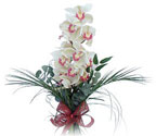  Edirne hediye sevgilime hediye çiçek  Dal orkide ithal iyi kalite