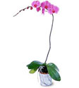  Edirne online çiçekçi , çiçek siparişi  Orkide ithal kaliteli orkide 