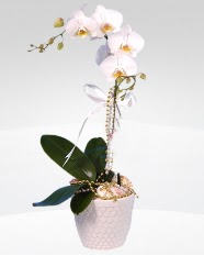1 dallı orkide saksı çiçeği  Edirne çiçekçi mağazası 