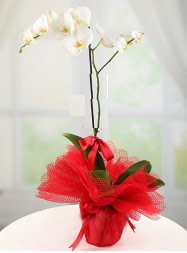 1 dal beyaz orkide saksı çiçeği  Edirne hediye çiçek yolla 