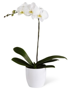 1 dallı beyaz orkide  Edirne İnternetten çiçek siparişi 