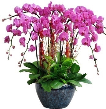 9 dallı mor orkide  Edirne İnternetten çiçek siparişi 