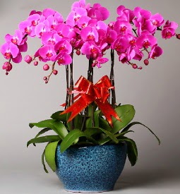 7 dallı mor orkide  Edirne çiçek gönderme 