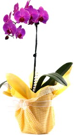  Edirne hediye sevgilime hediye çiçek  Tek dal mor orkide saksı çiçeği