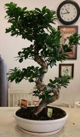 100 cm yüksekliğinde dev bonsai japon ağacı  Edirne internetten çiçek satışı 
