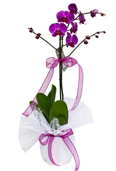 Tek dallı mor orkide  Edirne online çiçek gönderme sipariş 