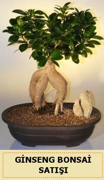 İthal Ginseng bonsai satışı japon ağacı  Edirne hediye sevgilime hediye çiçek 