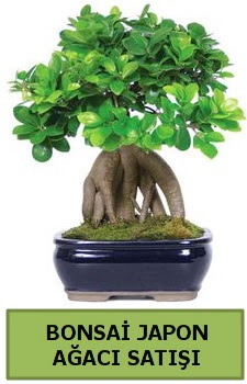 Bonsai japon ağacı satışı  Edirne cicek , cicekci 