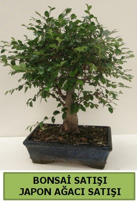 Minyatr bonsai japon aac sat  Edirne iekiler 