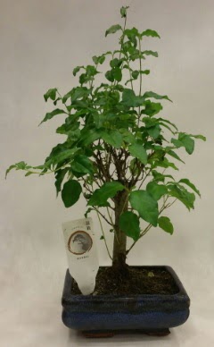 Minyatür bonsai japon ağacı satışı  Edirne online çiçek gönderme sipariş 