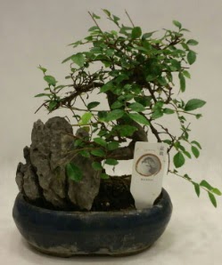 İthal 1.ci kalite bonsai japon ağacı  Edirne cicek , cicekci 