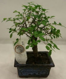Minyatür ithal japon ağacı bonsai bitkisi  Edirne cicek , cicekci 