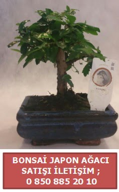 Japon ağacı minyaür bonsai satışı  Edirne cicek , cicekci 
