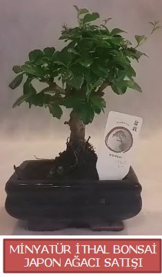 Küçük görsel bonsai japon ağacı bitkisi  Edirne cicekciler , cicek siparisi 