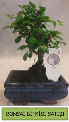 Bonsai ithal görsel minyatür japon ağacı  Edirne uluslararası çiçek gönderme 