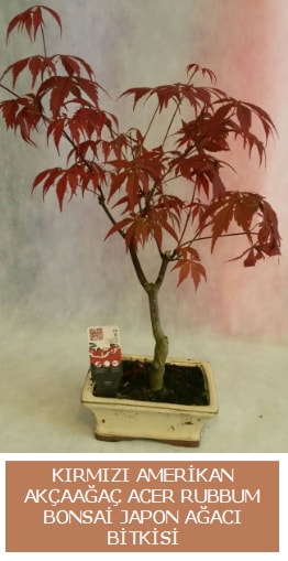 Amerikan akçaağaç Acer Rubrum bonsai  Edirne çiçek yolla , çiçek gönder , çiçekçi  
