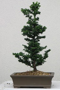 Çam ağacı bonsai bitkisi satışı  Edirne online çiçek gönderme sipariş 