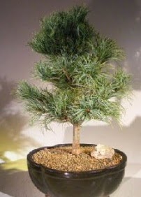 Çam ağacı bonsai bitkisi satışı  Edirne uluslararası çiçek gönderme 