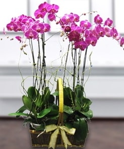 7 dallı mor lila orkide  Edirne çiçekçiler 