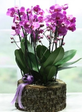 Kütük içerisinde 6 dallı mor orkide  Edirne uluslararası çiçek gönderme 
